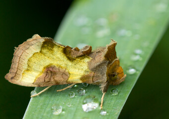 The moth (Lat. Diachrysia chrysitis )
The wings are green with a characteristic metallic sheen of golden color with a pattern of the front wings.