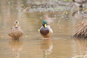 Female and male mallard together