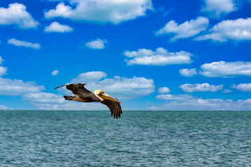 Fototapeta na wymiar Pelican bird in flight