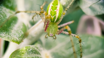 Green lynx spider