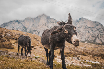 Fototapeta premium goat in the mountains