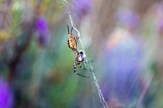 A black and yellow garden spider eating a wasp. Species Argiope aurantia. Animal life. Wild life.