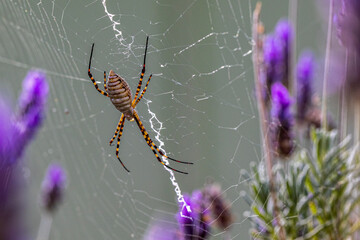 A black and yellow garden spider making webs. Species Argiope aurantia. Animal life. Wild life.