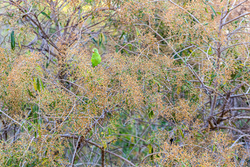 A parrot hidden among the leaves of a large tree. Also know as Plain Parakeet. Species Brotogeris tyrica. Mimicry. Birdwatching.