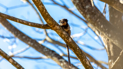 The monkey on the tree. The Black-tufted marmoset also know as Mico-estrela is a typical monkey from central Brazil. Species Callithrix penicillata. Animal lover. Wildlife.