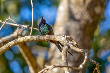 Obraz premium The swallow-tailed hummingbird perched on a branch of a tree in the forest. Its tail resembles scissors. The specie Eupetomena macroura also knows the Beija-flor Tesosura. Birdwatching. Animal World.