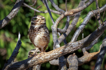 A couple of Burrowing Owl or Luck owl hidden among the branches of a tree. Species Athene Cunicularia. The big yellow eyes of american owl. Bird lover. Birdwatching.