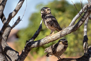 A couple of Burrowing Owl or Luck owl hidden among the branches of a tree. Species Athene Cunicularia. The big yellow eyes of american owl. Bird lover. Birdwatching.