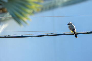 Urban bird. The Tropical Kingbird also know as Suiriri perched on the power cord. Species Tyrannus melancholicus. Animal world. Birdwatching.