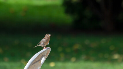 A sparrow perched on the garden chair watching movements of the house. Bird lover.Birdwatching