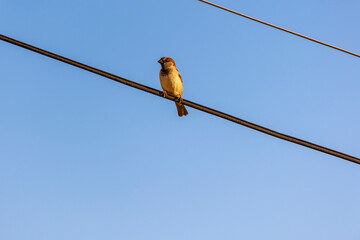 Urban bird at sunrise. The sparrow also know as Pardal perched on the power cord. Species Passer domesticus. Animal world. Birdwatching. Golden hour.