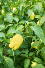 Close up picture of yellow pepper in an organic farm greenhouse, selective focus.