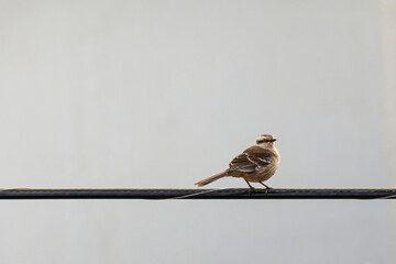 Urban bird. The chalk-browed mockingbird also know as Sabia-do-campo on the perched on eletric cable. Species Mimus saturninus.