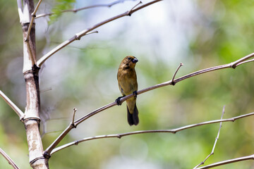 Rusty-collared Seedeater also know Marsh Collar or Coleiro-do-brejo. A beautiful brown bird perched on bamboo tree. Species Sporophila sp. Animal life.  Birdwatcher.