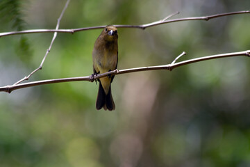 Fototapeta premium Rusty-collared Seedeater also know Marsh Collar or Coleiro-do-brejo. A beautiful brown bird perched on bamboo tree. Species Sporophila sp. Animal life. Birdwatcher.