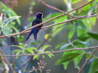 The swallow-tailed hummingbird perched on a branch of a tree in the forest. Its tail resembles scissors. The specie Eupetomena macroura also knows the Beija-flor Tesosura. Birdwatching. Animal World.