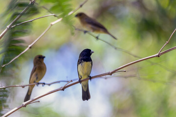 Three Rusty-collared Seedeater also know Marsh Collar or Coleiro-do-brejo. A beautiful brown bird perched on bamboo tree. Species Sporophila sp. Animal life.  Birdwatcher. Focus selective.
