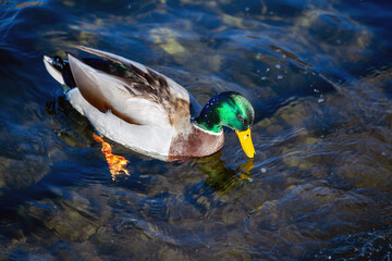 Wild duck. Mallard Ducks swimming in Lake Como,  Italy. Male ducks have green heads. Green-headed duck. Species Anas platyrhynchos.