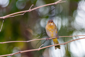 A female of Saffron Finch also known as 