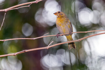 A female of Saffron Finch also known as 