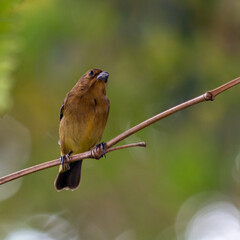 Female of Rusty-collared Seedeater also know as "Coleiro" perched on a tree branch in a forest. In the background leaves of a fern. Species Sporophila collaris. Bird lover. Birdwathching.