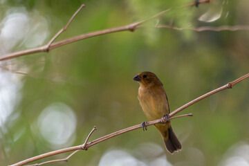 Female of Rusty-collared Seedeater also know as Marsh Collar or 