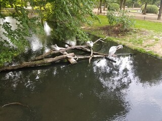 river in the park