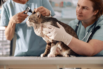 Veterinarian holds tabby cat while young intern checks its ears at table in clinic