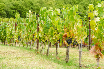 Fototapeta na wymiar Vineyard with grapevine and ripe grapes in autumn