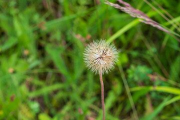 Blooming dandelion flower on a green meadow background.