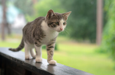 Tabby kitten walks on a wooden board on a natural background.