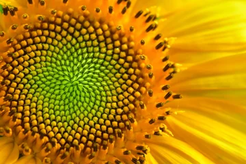 Foto op Canvas sunflower close up © Nathaniel