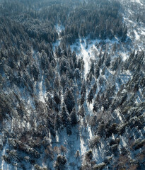 Flying over winter snowy forest in sunny day