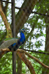 Obraz premium Peacock with green background .