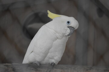 Eleonora cockatoo with blur background.