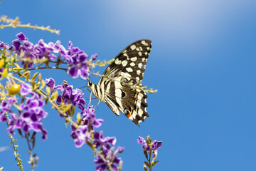 Citrus Swallowtail Butterfly (Papilio demodocus) Western Cape, South Africa