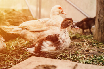 musk or indo ducks on a farm in a chicken coop. breeding of poultry in small scale domestic farming. a mother duck and grown up fledgling ducklings in a henhouse. flare