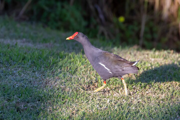 Common Moorhen, Marsh hen, Black Gallinule (Gallinula chloropus) Breede River, Western Cape, South Africa