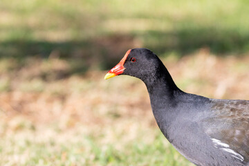 Common Moorhen (Gallinula chloropus meridionalis) foraging on grass, Western Cape, South Africa