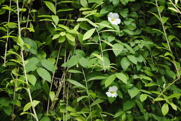 Small flower with white color 