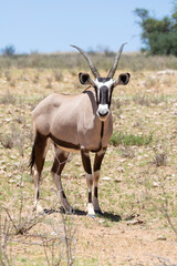 Naklejka na ściany i meble Gemsbok or Gemsbuck (Oryx gazella)in a red dune landscape in the Kalahari, Northern Cape, South Africa