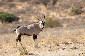 Gemsbok or Gemsbuck (Oryx gazella), a Straight-horned Antelope, in a red dune landscape Kalahari,...