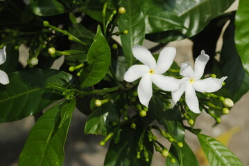 Obraz premium Two flower jasmine shrub /plant 