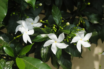 Four flowers with five petals each 