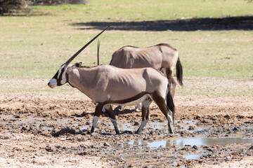 Gemsbok or Gemsbuck (Oryx gazella) , Kalahari, Northern Cape, South Africa