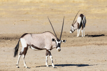 Gemsbok or Gemsbuck (Oryx gazella) , Kalahari, Northern Cape, South Africa foraging for...