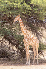 Cape Giraffe (Giraffa camelopardalis )  standing in the shade of a tree on a hot day in the Kalahari, Northern Cape, South Africa during the hot dry season