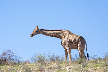 Cape or South African Giraffe (Giraffa camelopardalis giraffa) , Kalahari, Northern Cape, South Africa browsing on the skyline on a red sand dune  © gozzoli