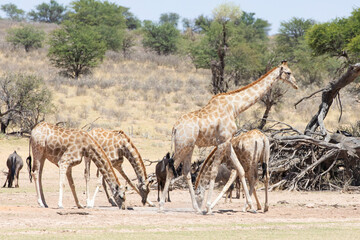 Herd of Cape or South African Giraffe (Giraffa camelopardalis giraffa) Kgalagadi Transfrontier Park, Kalahari, Northern Cape, South Africa at the 14th waterhole © gozzoli
