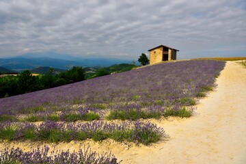Fototapeta na wymiar lavender field at sale san Giovanni cuneo Italy